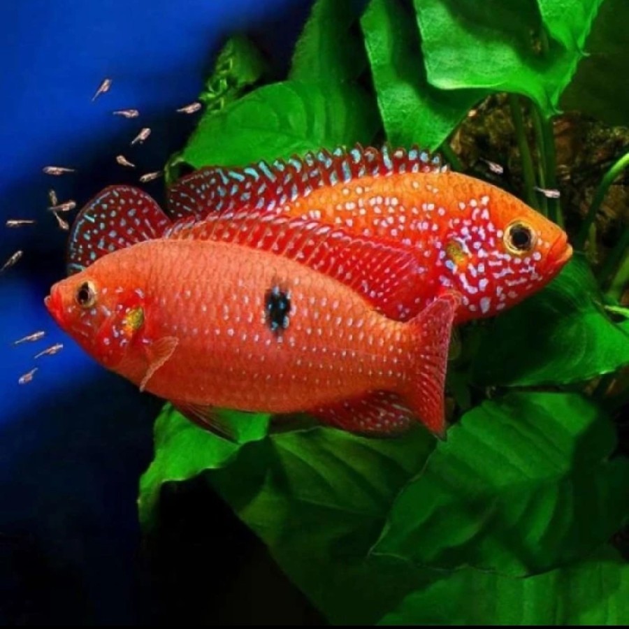 Tankmate aquarium Ikan Hias Cichlid Red Jewel 6-7 cm Ikan Air Tawar Aquarium Aquascape berkualitas