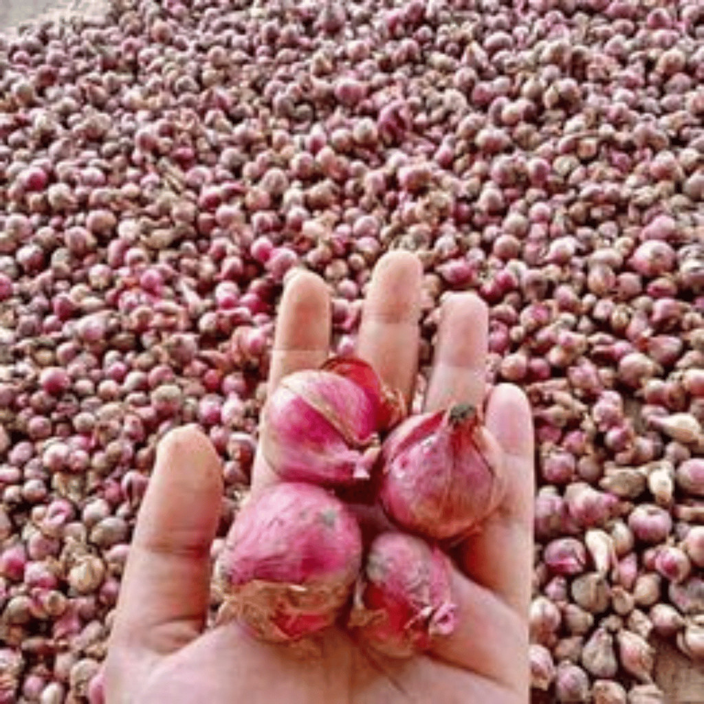 

bawang merah bawang merah 1kg bawang merah probolinggo bawang merah brebes