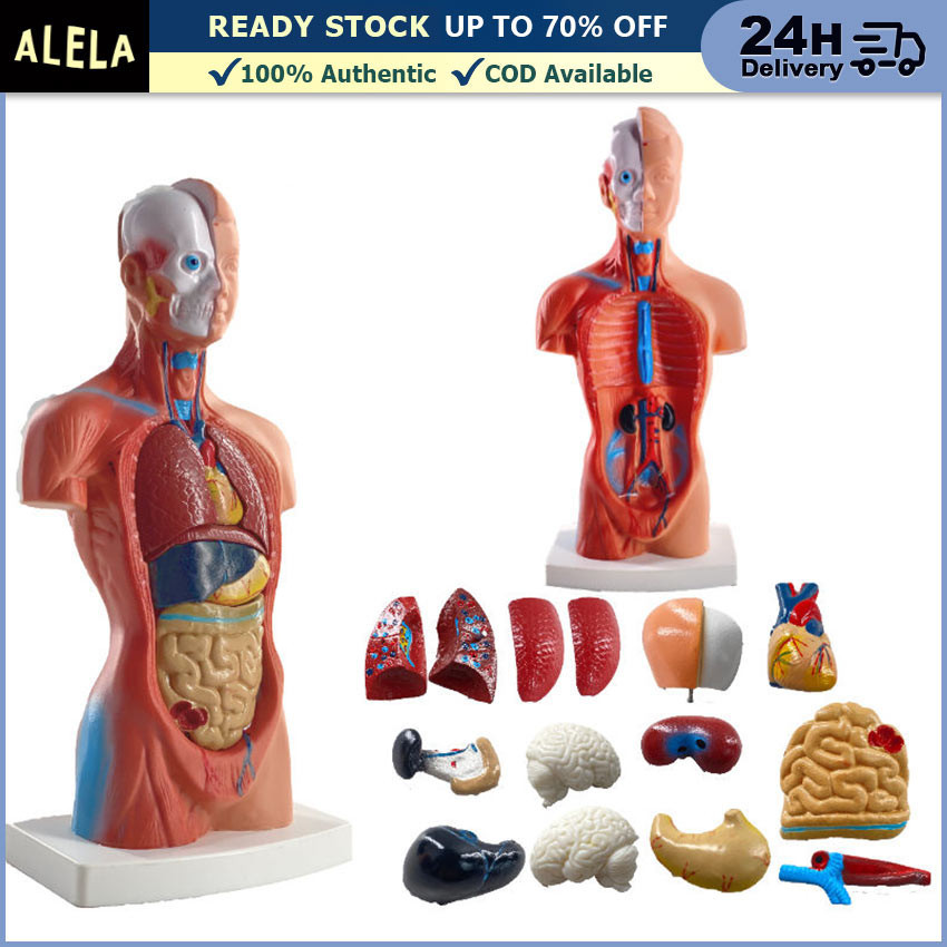 Kerangka Manusia Model Alat Peraga Edukatif Torso Anatomi Tubuh 28 cm