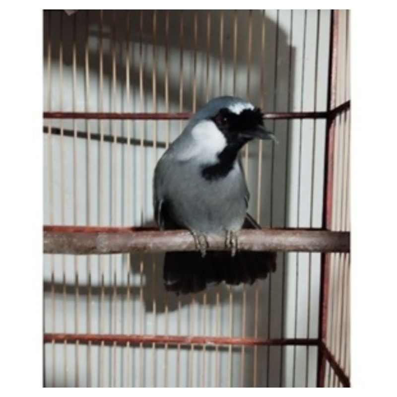 promo spesial burung poksay Hongkong jantan ternak Indonesia
