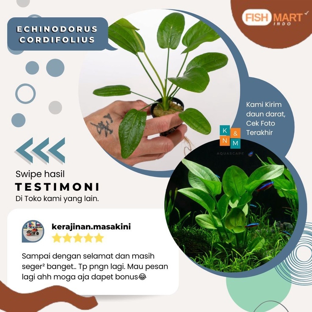 Eci Echinodorus Cordifolius Tanaman Tumbuhan Aquascape Aquarium Akuarium Tanpa Low Co2 Chana Channa 