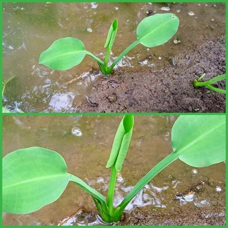 ready bisa cod Bibit Genjer / Genjer Sawah / Bibit Genjer Gendot Sawah .