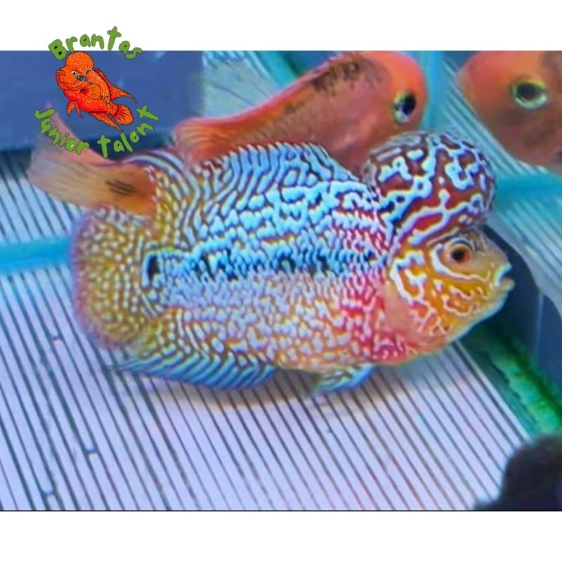 Kebutuhan akuarium Burayak Kamfa F3 Line Thailand Pilihan/Sortir 3.5 Two-tone