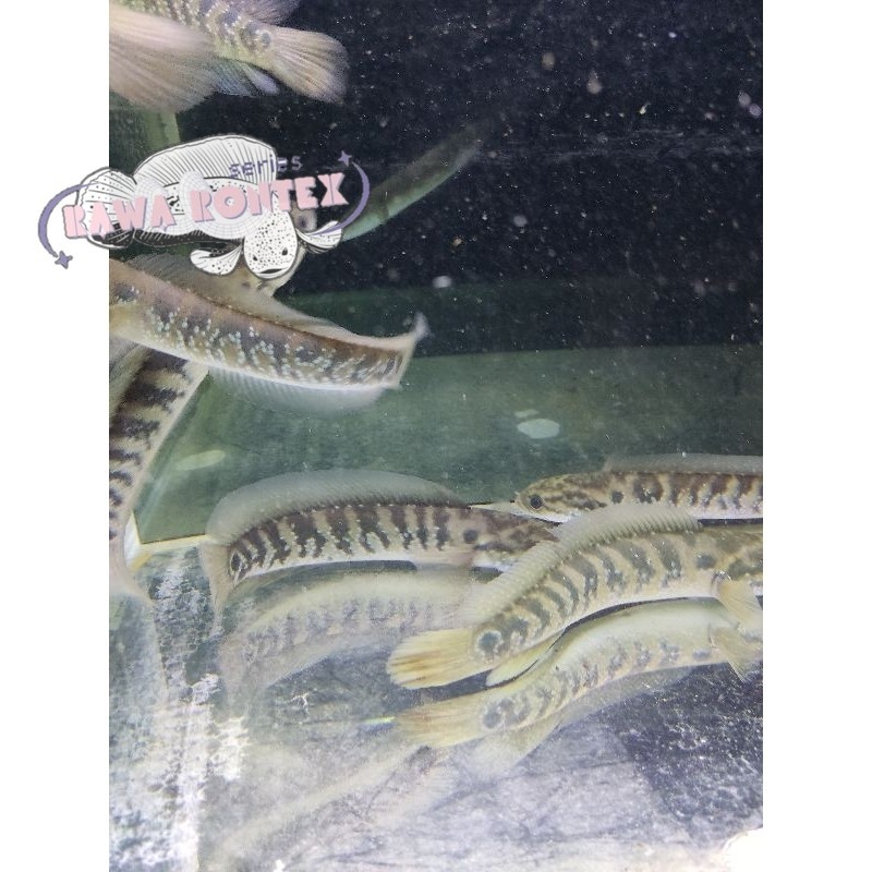 Bisa cod hiyasan akuarium ASIATICA RSWS SIZE 8-12 cocok untuk display dan pair