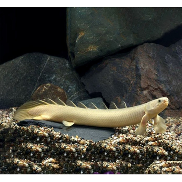 Palmas Senegalus Naga Air Tawar / Ikan Predator / Ikan Hias Aquascape