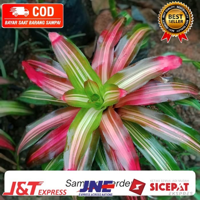 ( BISA COD ) Tanaman hias bromelia tricolor - bromelia tricolor