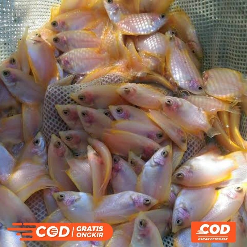 

KN__ Bibit Ikan Gurame Padang Isi 30 Ekor