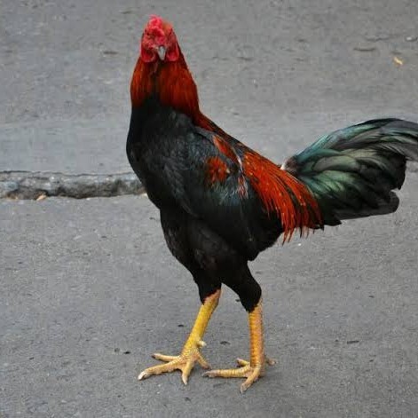 

Telur ayam bangkok pakhoy petarung aduan fertil untuk ditetaskan