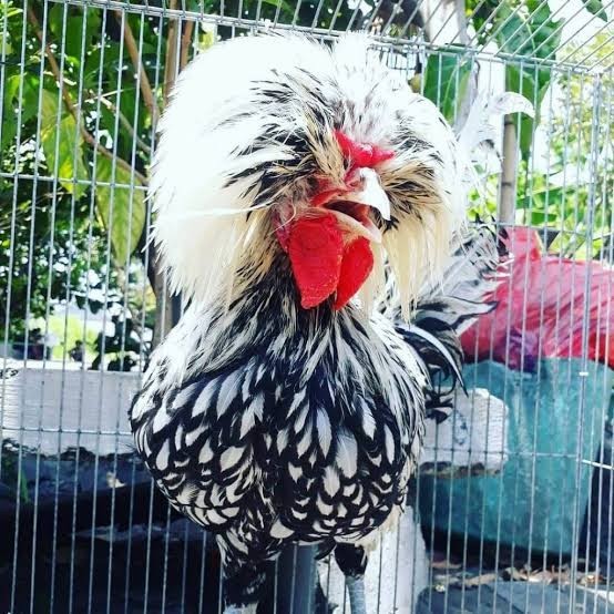 

telur ayam poland hias fertil siap ditetaskan - ayam polan