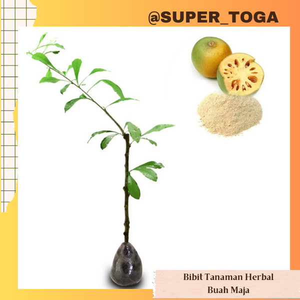 TANAMAN BUAH MAJA bibit maja bibit buah maja bibit buah mojo bibit maja majapahit bibit berenuk