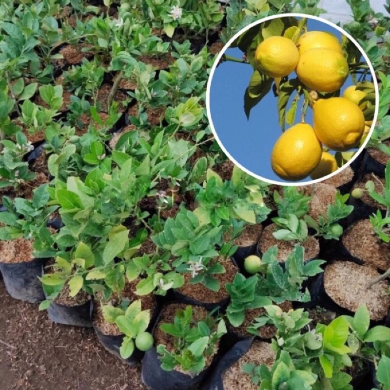 Bibit Lemon Jumbo Unggul - Lemon Jumbo Super Besar - Lemon Jumbo Cepat Berbuah - Tanaman Lemon Pot J
