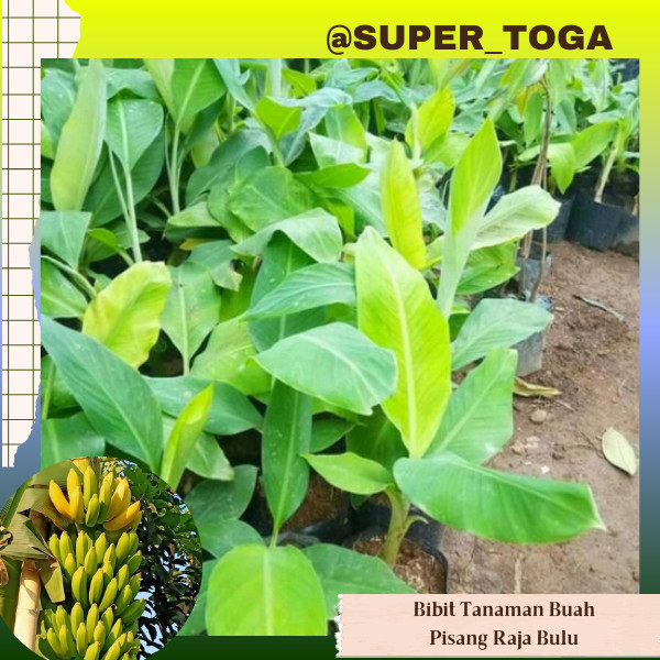 bibit pisang rojo sajen super ungul cepat berbuah bibit pisang raja sajen bibit pisang raja bulu kun