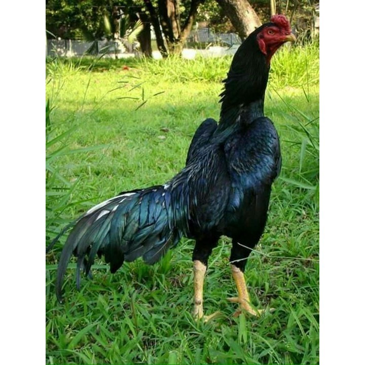 

FERTIL Telur ayam bangkok shamo jepang / ayam petarung aduan bisa ditetaskan