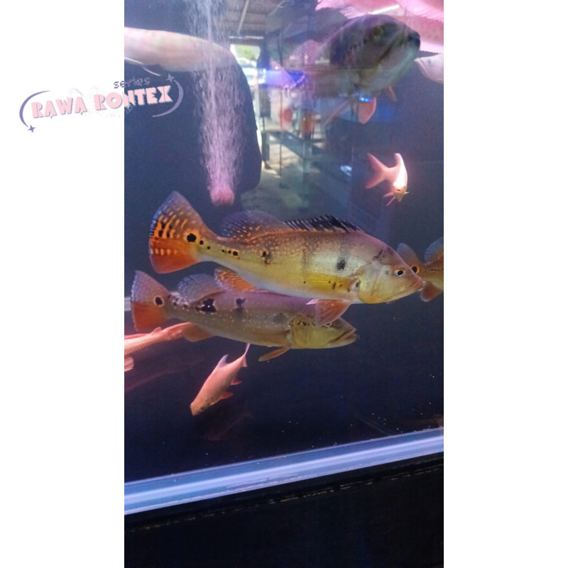 Pemanis akuarium ikan Pbas kalberi 7-9 cm pbass cod