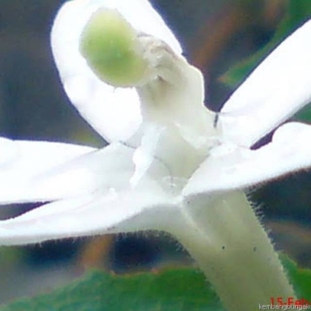 

Jual Bunga Kitolod Fres Segar Langsung Petik 100GR