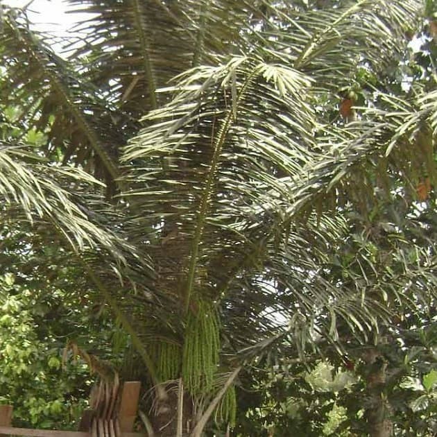 Daun pohon nira/ pohon enau/ daun kawung