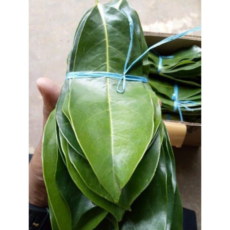 

Promo JUAL Daun Sirsak Segar Atau Daun Nangka Walanda per lembar