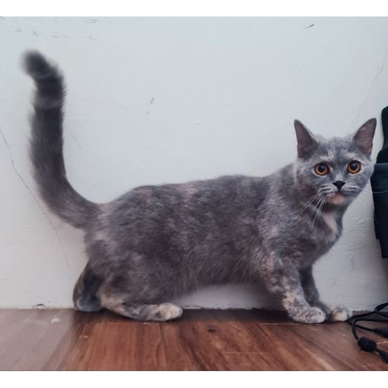 Kucing British Shorthair Betina (Blue Tortie Calico) 1 Tahun