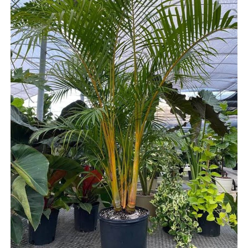 Rimbunan Palem Kuning / Pinang Kuning