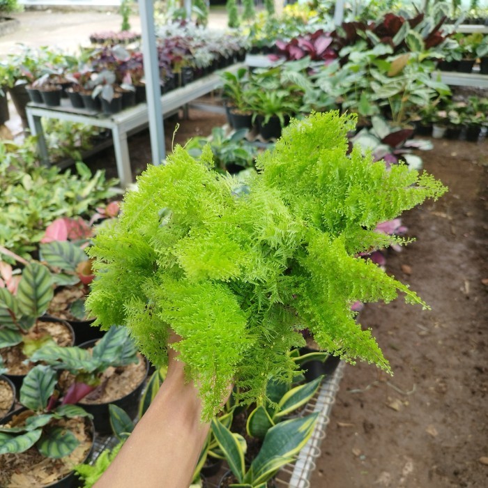 tanaman gantung pakis embun - pakis embun