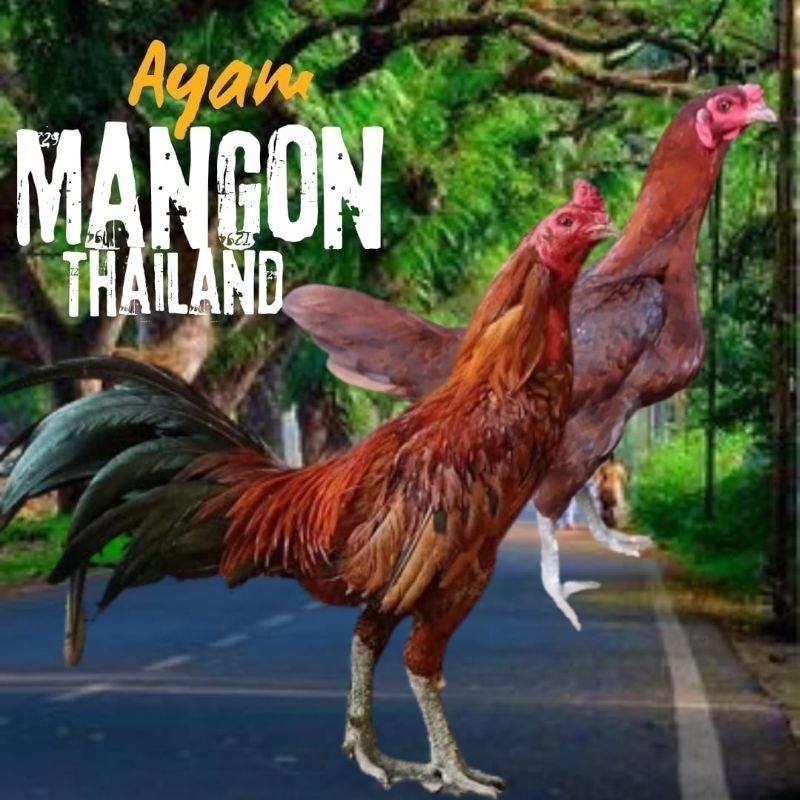 

telur ayam mangon Ori Thailand petarung bisa untuk di tetaskan