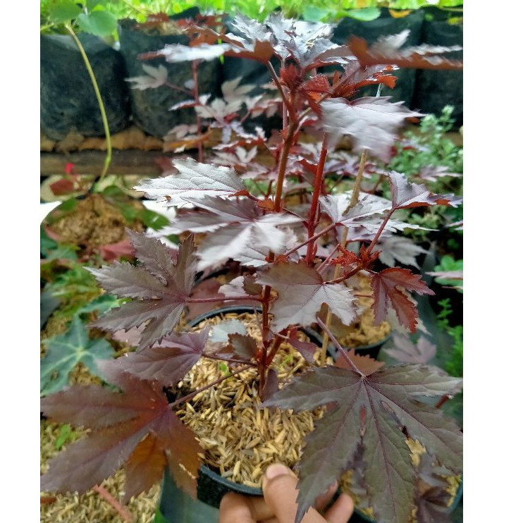 Tanaman Red Panama Rosela Merah - Hibiscus Acetosella