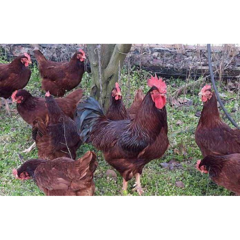 

TELUR FERTIL AYAM RIR PETELUR HANDAL UNTUK DITETASKAN