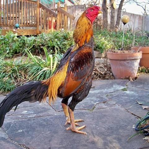 

Telur ayam bangkok shamo brazil / ayam petarung aduan bisa ditetaskan
