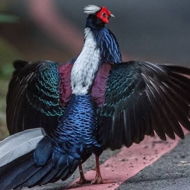 

Telur ayam hias ringneck swinhoe pheasant fertil asli