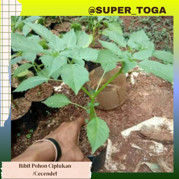 bibit tanaman ciplukan pohon buah cecenet terlaris bibit ceplukan bibit cecendet