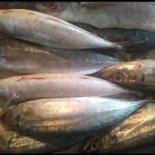 

Ikan Dencis Dungun 500gr Segar - BEST Fresh food