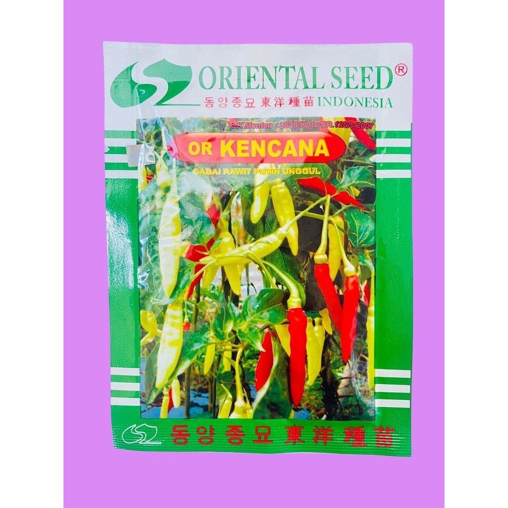 Benih cabai rawit putih unggul or KENCANA isi 10gr dari ORIENTAL SEED