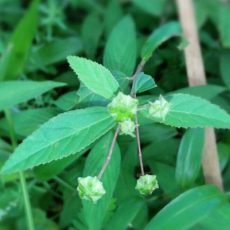 

DAUN SIDAGORI SEGAR 1KG SIDAGORI/SADAGORI HERBAL TRADISIONAL