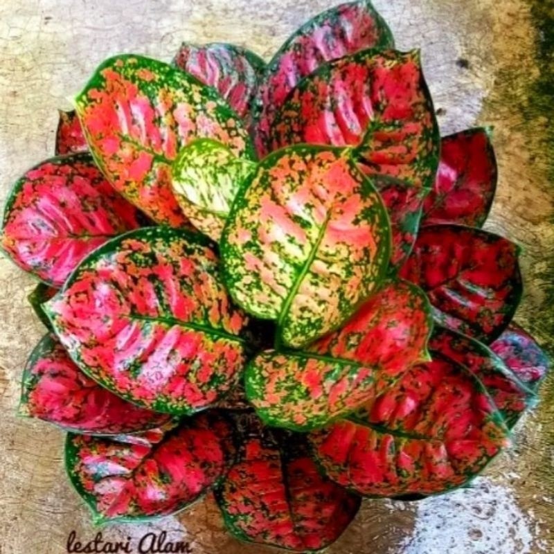 ( GRATIS ONGKIR ) Aglonema Red Spider Merah Perfect Tanaman Hias Bunga Aglaonema Murah Merah BUKAN b