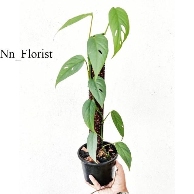 Tanaman hias philodendron cebu blue / epipremnum cebu blue