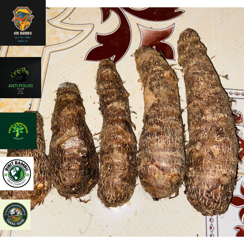 

Umbi talas super pulen pilihan segar 1 kg