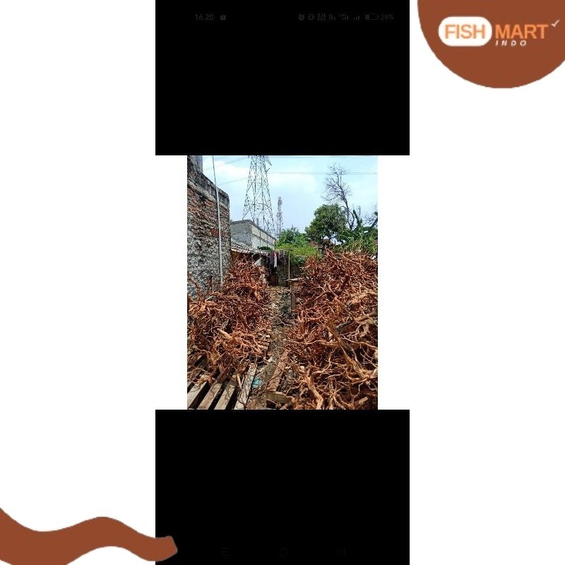 Kayu Rasamala Aquascape