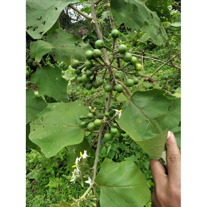 

COD buah cepokak/takokak segar murah kualitas bagus enak di makan+obat herbal ready