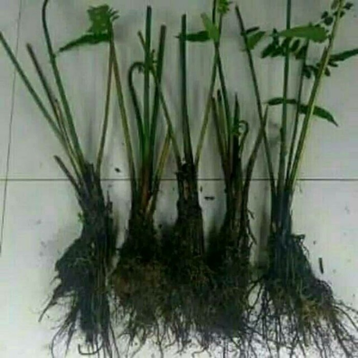 BIBIT TANAMAN PAKIS SAYUR / BIBIT PAKIS / BIBIT PAKIS SIAP TANAM
