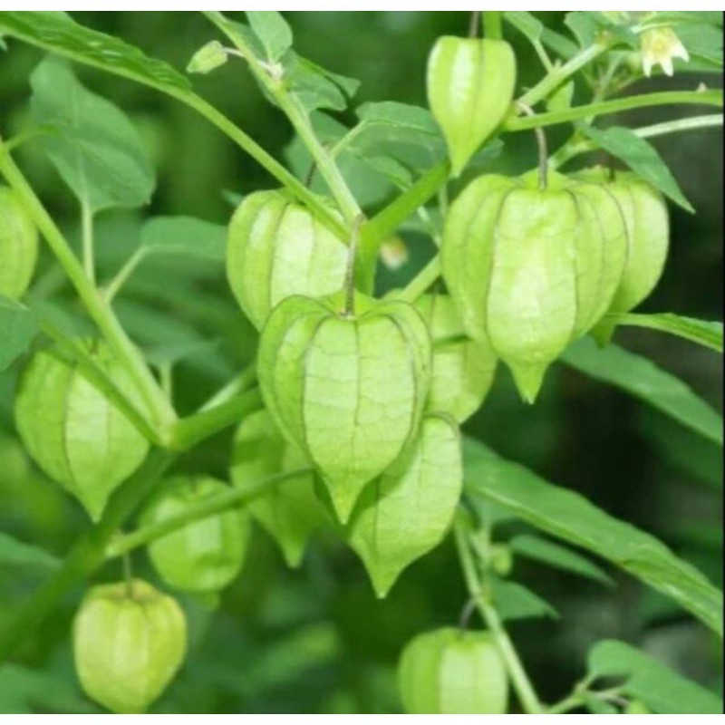 

promo Promo daun CIMPLUKAN segar/cecenet / pohon cimplukan fres 500gram ready