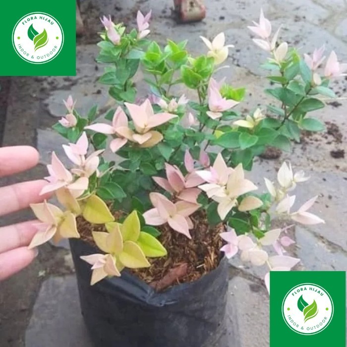 

~ PROMO! Tanaman Hias Daun Elsa Trecolour Tanaman Hidup Daun Elsa Oliana