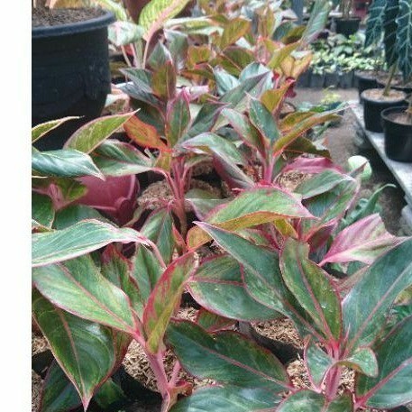 bunga Aglonema Lipstik / Aglonema siam Aurora Murah / Aglonema Red lipstik spesial