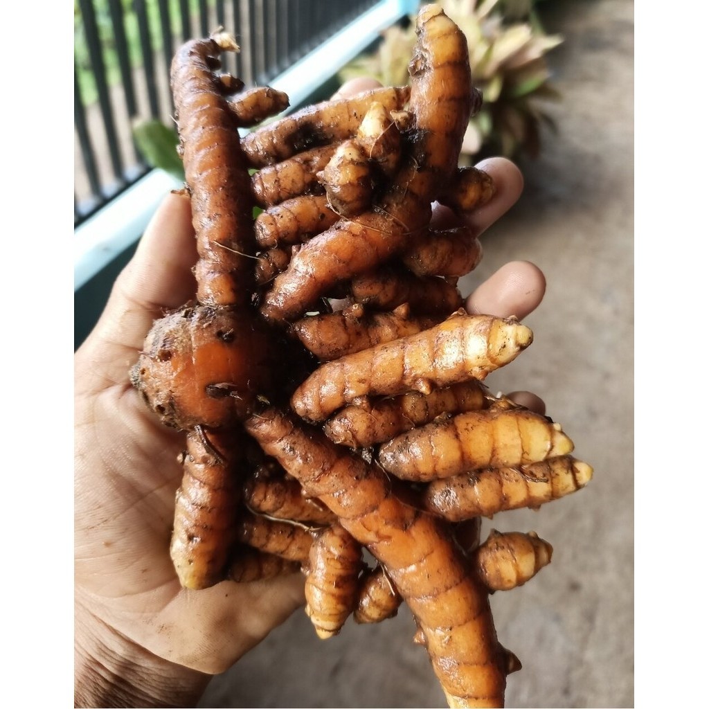 

kunyit kuning segar 1 kg campur besar kecil, herbal tradisional...PRES