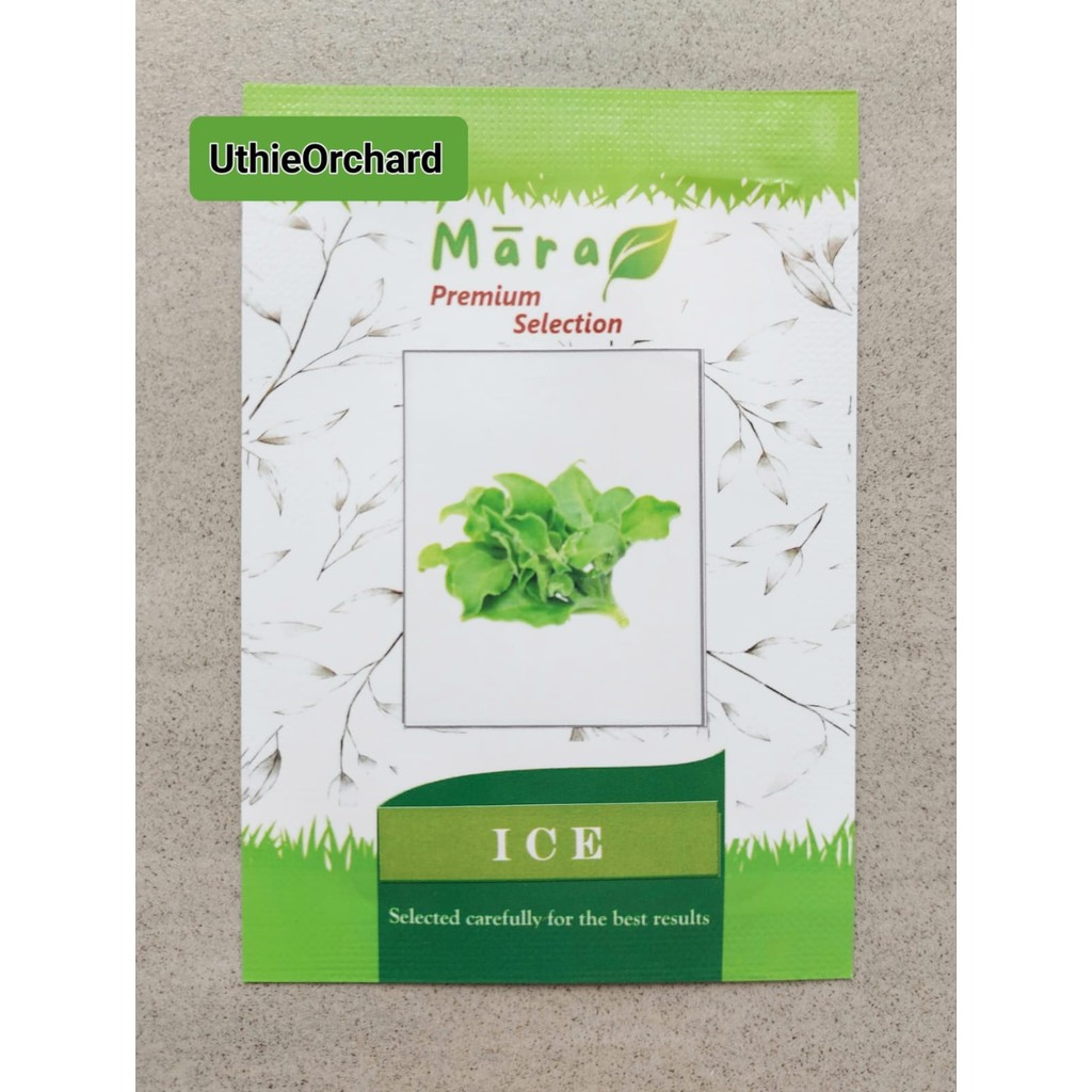 Mara Premium Selection - Benih Crystalline Ice Plant (Ice Lettuce) Ice 100 seeds