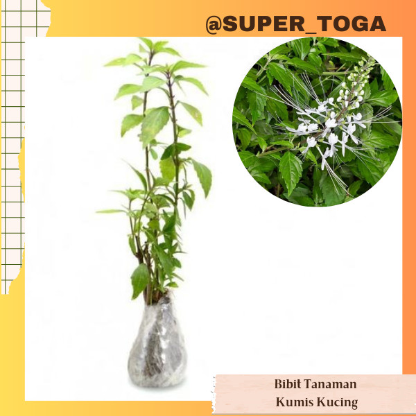 tanaman Kumis Kucing bibit kumis kucing tanaman obat tanaman herbal pohon kumis kucing daun kumis ku