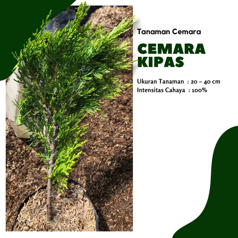 Cemara kipas / tanaman cemara kipas