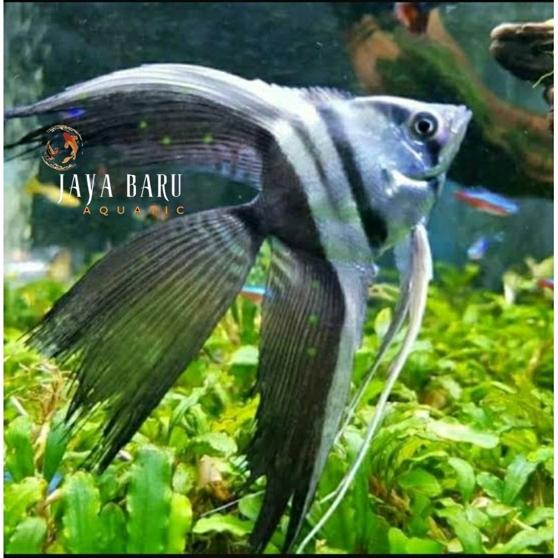Hiasan aquascape Hiasan Akuarium Manfish BW Slayer Size Besar Angel BERGARANSI 