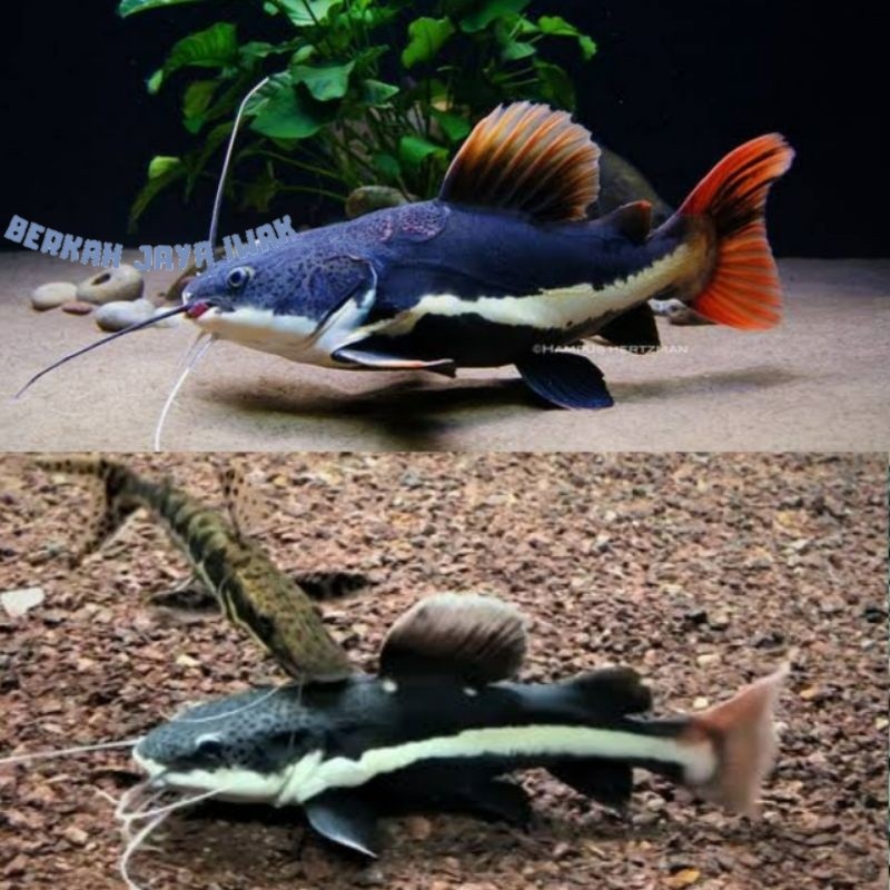ikan RTC red tail catfish 8-10 cm/ ikan redtail catfish / ikan hias RTC catfish red / ikan hias rtc 