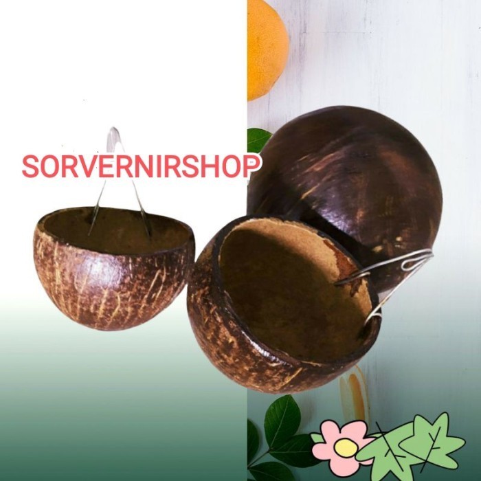 tempat pakan minum ayam batok kelapa