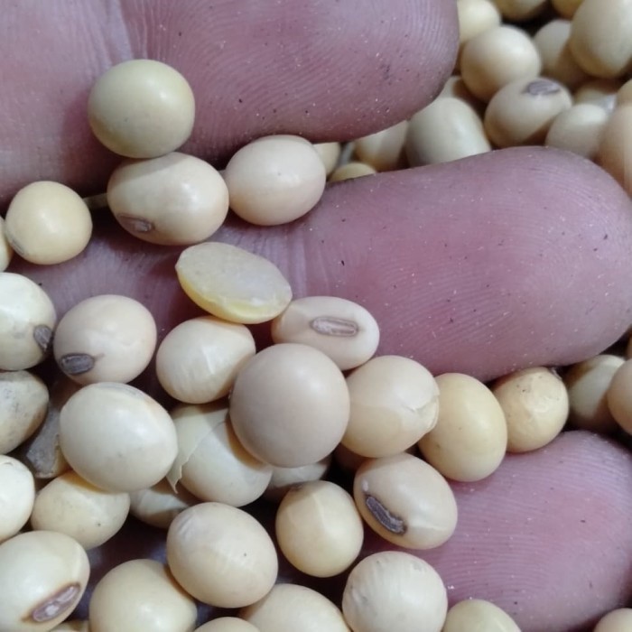 

Biji Kacang Kedelai 1 Kg Lokal Tanaman Herbal Nusantara Pure Organik